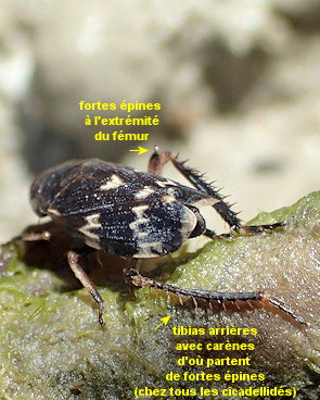 Anoscopus