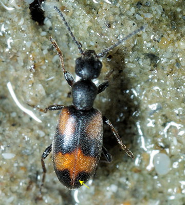 Anthicus antherinus