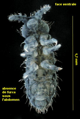 Anurida denisi