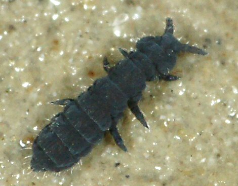 Anurida maritima