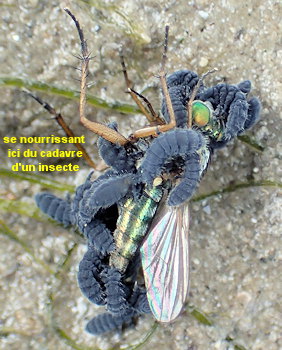 Anurida maritima