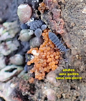 Anurida maritima (ponte)