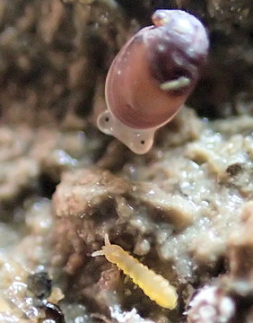 Anuridella marina