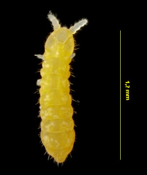 Anuridella marina