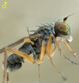 Aphrosylus ferox