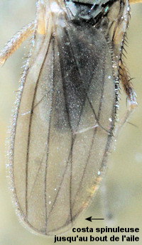 Aphrosylus ferox