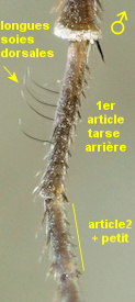 Aphrosylus ferox