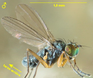 Aphrosylus ferox