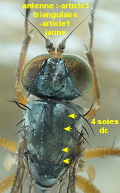 Aphrosylus ferox