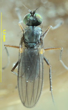 Aphrosylus mitis