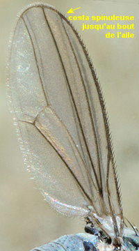 Aphrosylus mitis