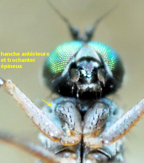 Aphrosylus mitis
