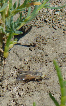 Atylotus latistriatus