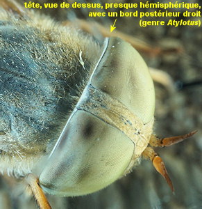 Atylotus latistriatus