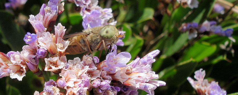 Atylotus