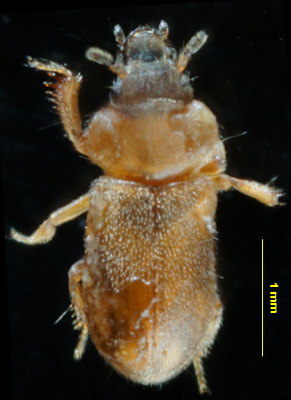 Augyles maritimus