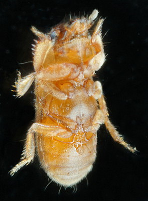 Augyles maritimus