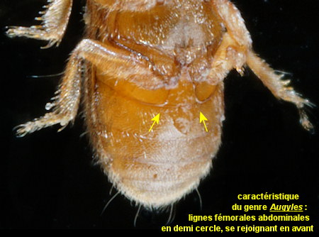 Augyles maritimus
