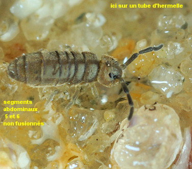 Axelsonia littoralis