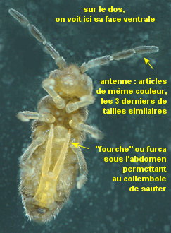 Axelsonia littoralis