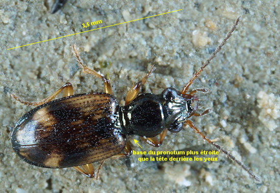 Bembidion articulatum