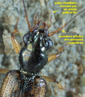 Bembidion articulatum