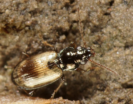 Bembidion ephippium