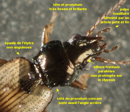 Bembidion ephippium