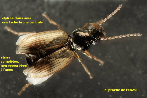 Bembidion ephippium