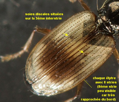 Bembidion ephippium