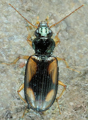 Bembidion maritimum
