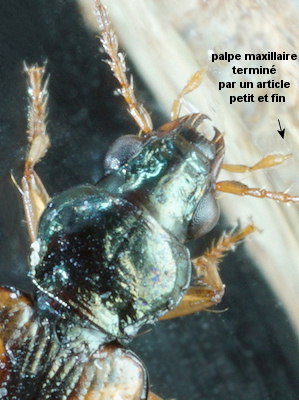 Bembidion maritimum