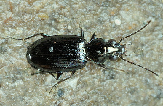 Bembidion minimum