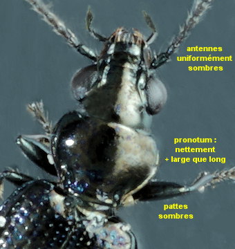 Bembidion minimum