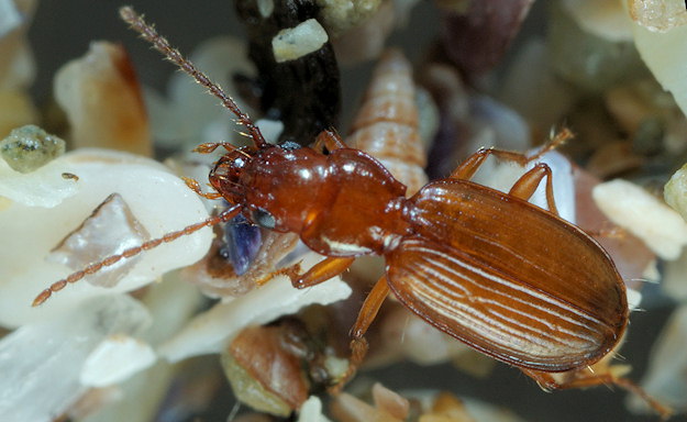 Bembidion nigropiceum