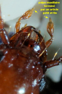 Bembidion nigropiceum