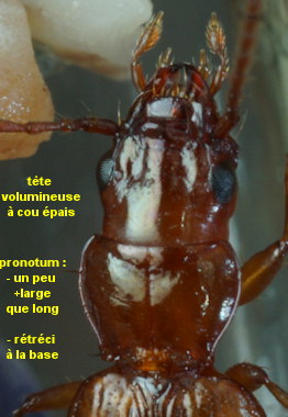 Bembidion nigropiceum