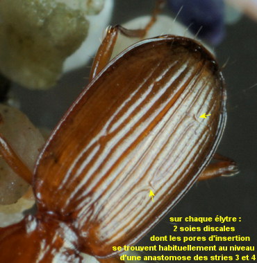Bembidion nigropiceum