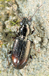 Bembidion normannum