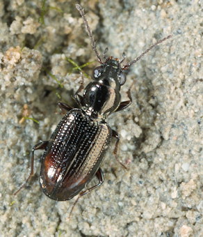 Bembidion normannum