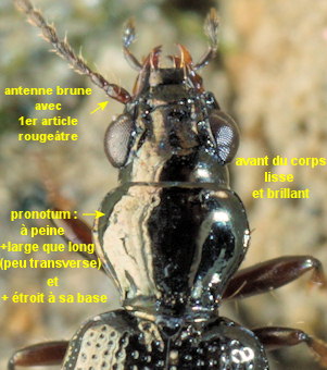 Bembidion normannum