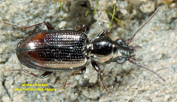 Bembidion normannum