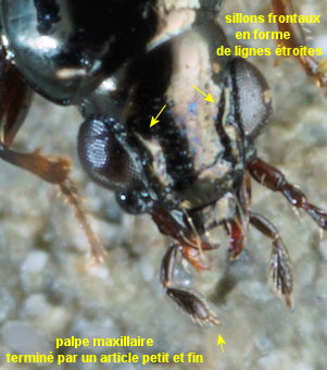 Bembidion normannum