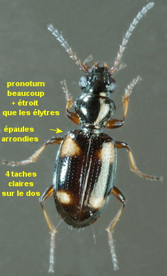 Bembidion quadrimaculatum