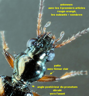 Bembidion quadrimaculatum