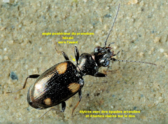 Bembidion quadripustulatum