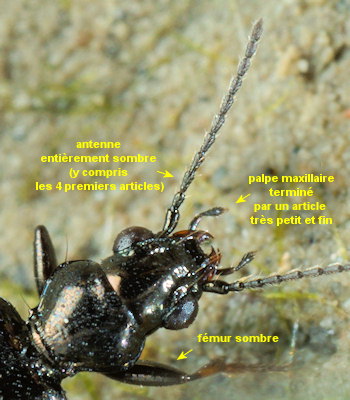 Bembidion quadripustulatum