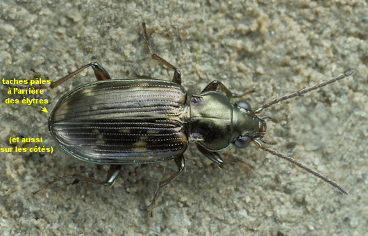 Bembidion varium