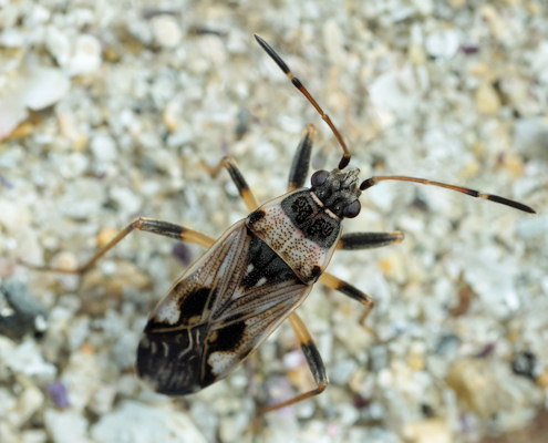 Beosus maritimus