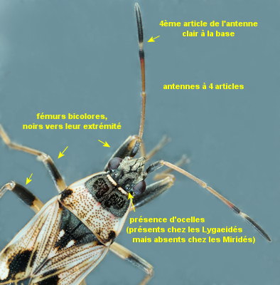 Beosus maritimus